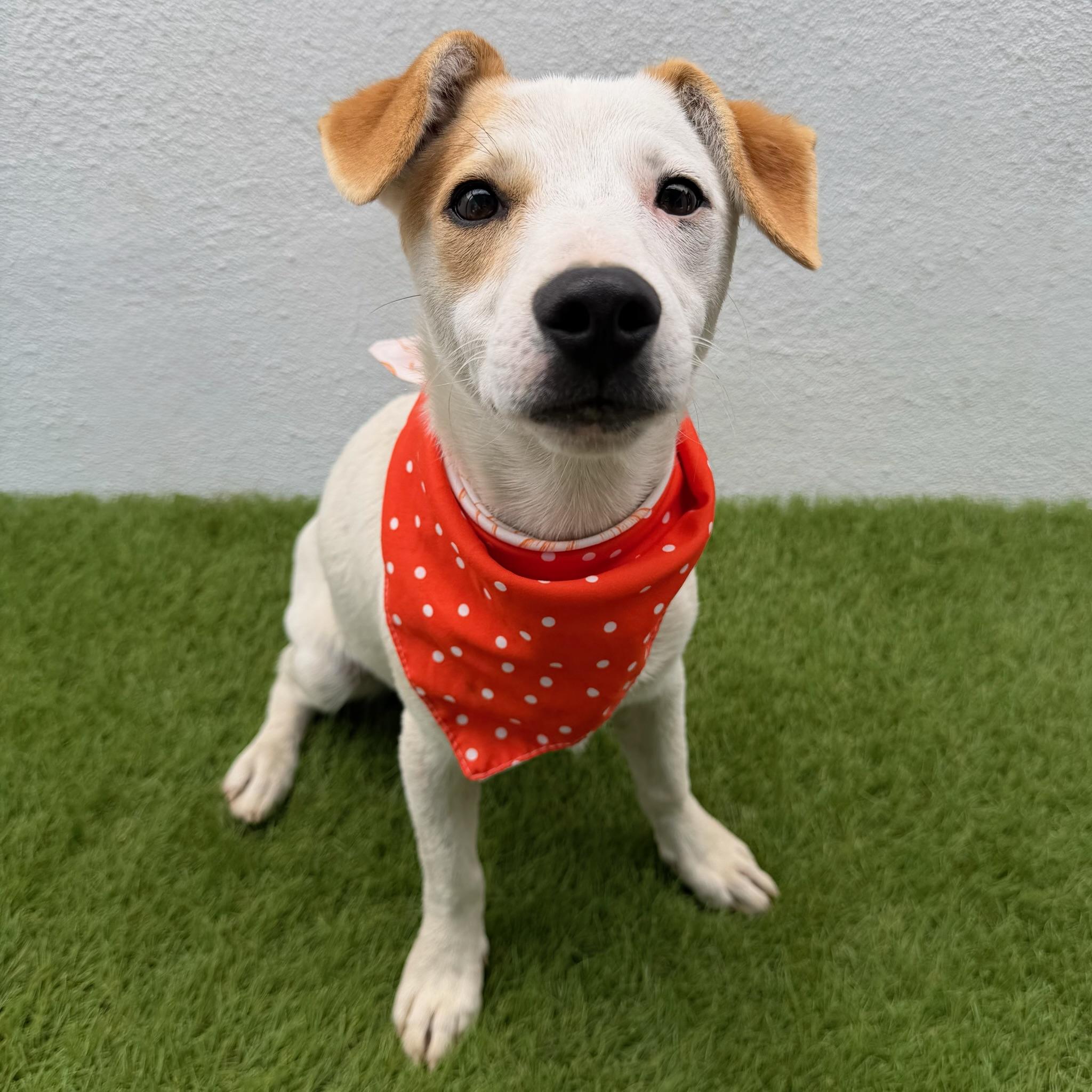 Enlarge PRINGLE, a ADOPTABLE mixed breed in La Jolla, CA image 4/6