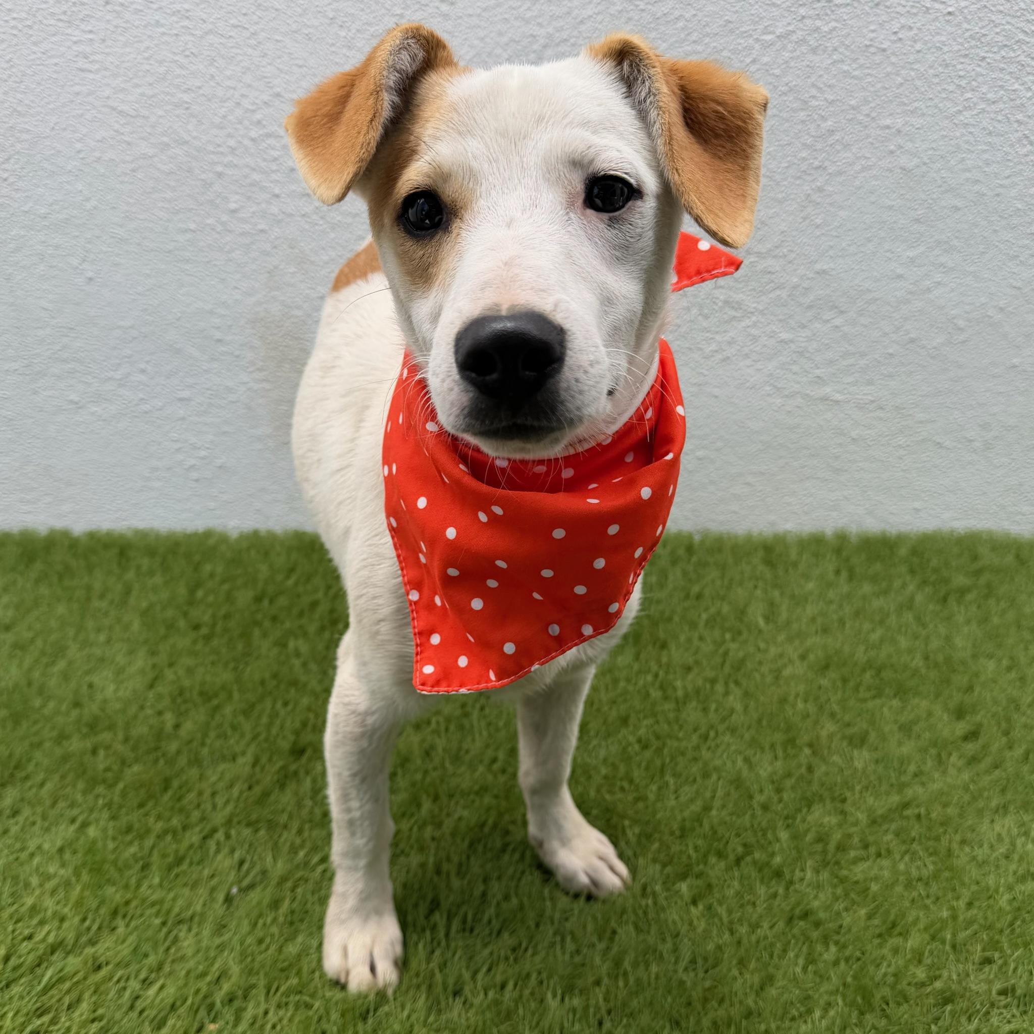 Enlarge PRINGLE, a ADOPTABLE mixed breed in La Jolla, CA image 5/6