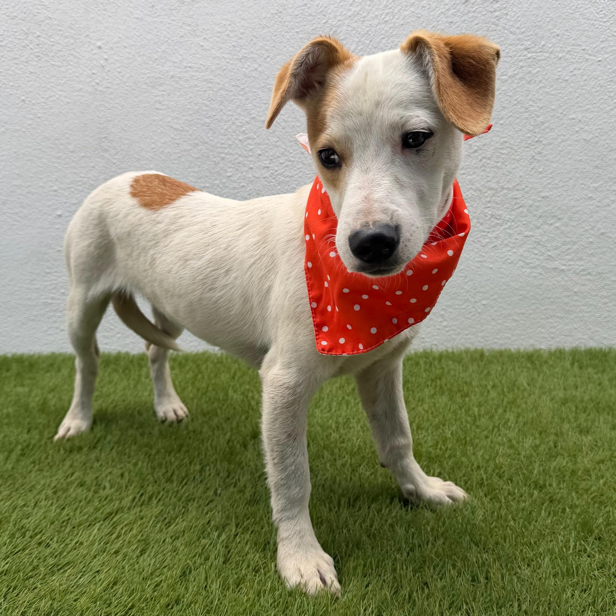 Enlarge PRINGLE, a ADOPTABLE mixed breed in La Jolla, CA image 3/6