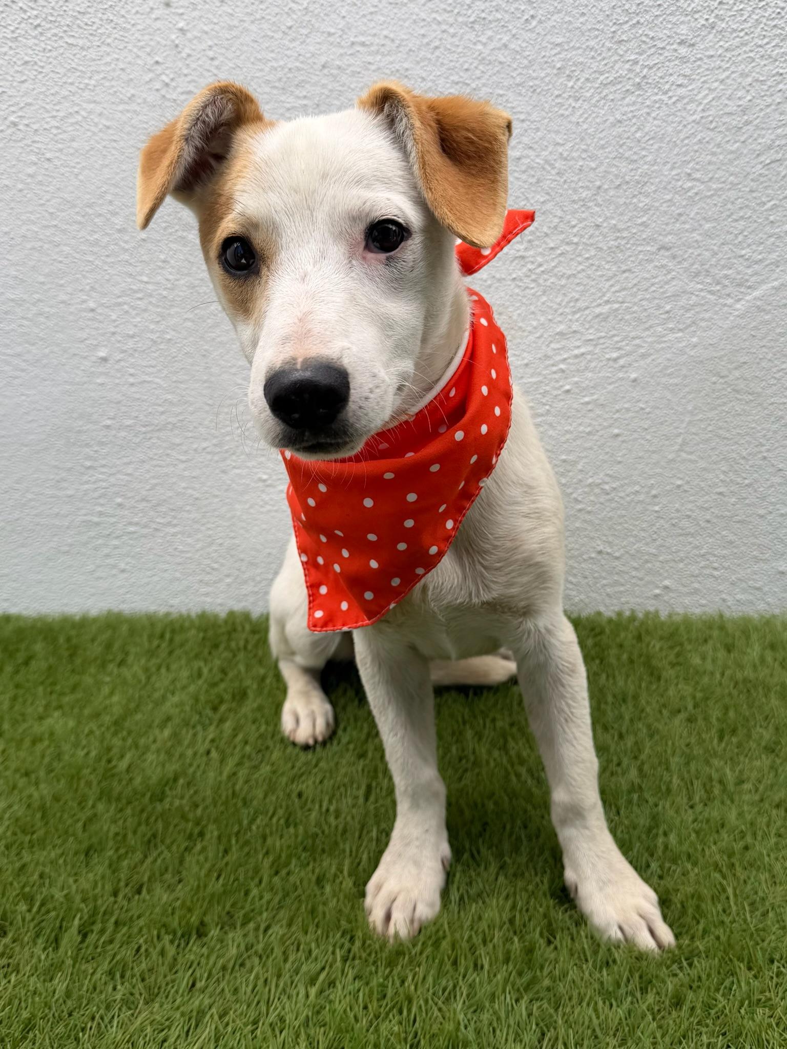 Enlarge PRINGLE, a ADOPTABLE mixed breed in La Jolla, CA image 6/6