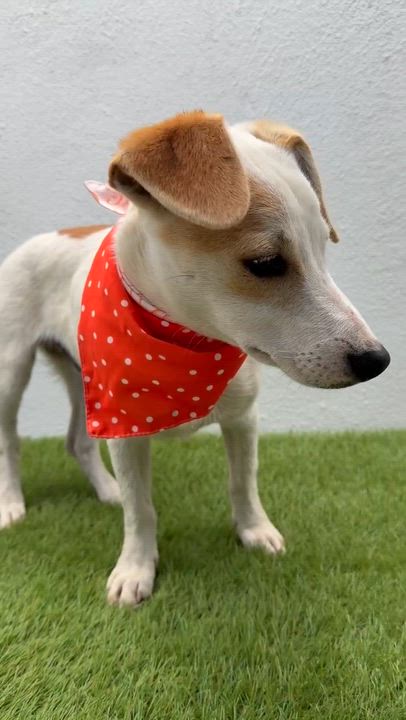 Enlarge PRINGLE, a ADOPTABLE mixed breed in La Jolla, CA video 2/6