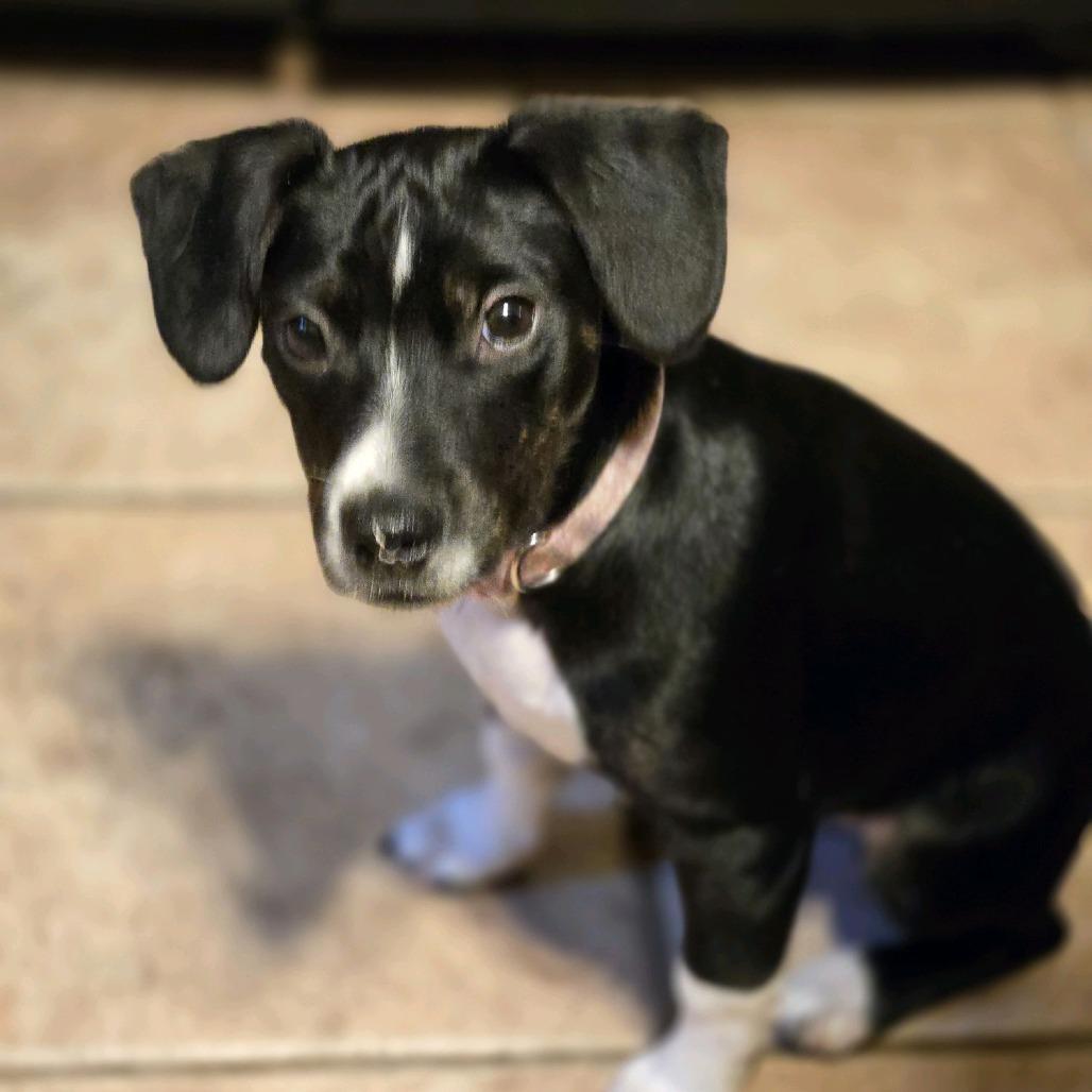 Marie, Adoptable, Puppy Female Boston Terrier & Cattle Dog.