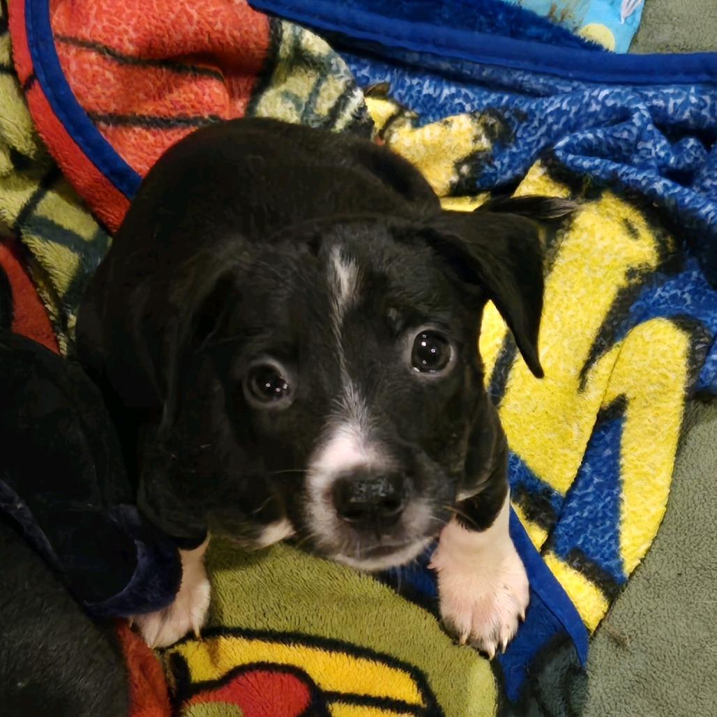 Enlarge Marie, a Adoptable mixed breed in Kansas City, MO image 3/6