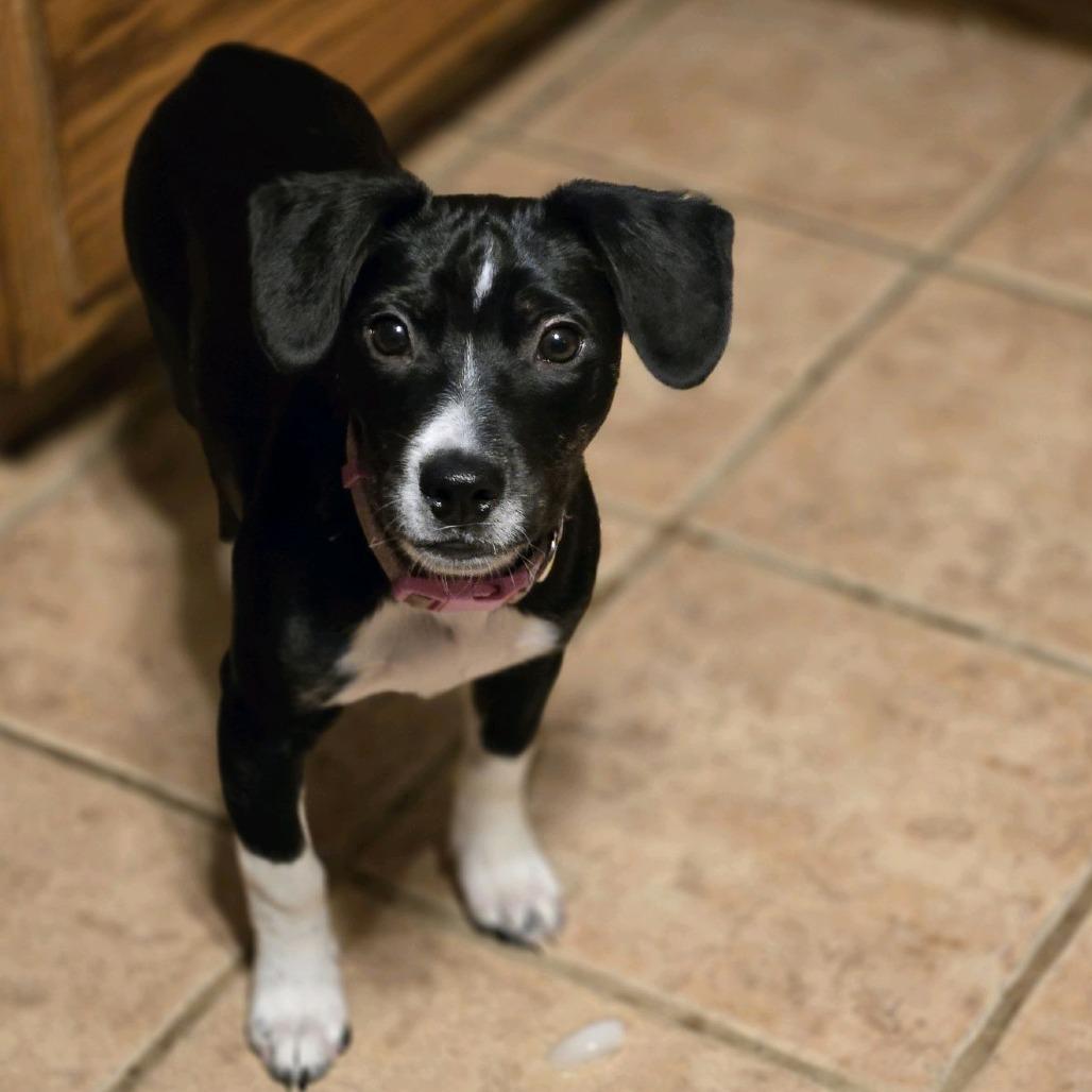 Enlarge Marie, a Adoptable mixed breed in Kansas City, MO image 4/6