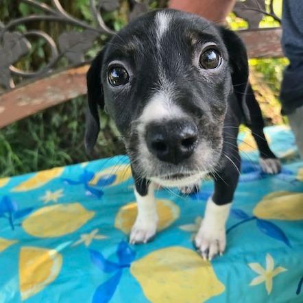 Enlarge Marie, a Adoptable mixed breed in Kansas City, MO image 5/6