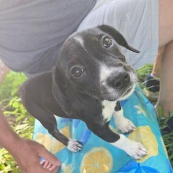 Enlarge Marie, a Adoptable mixed breed in Kansas City, MO image 6/6