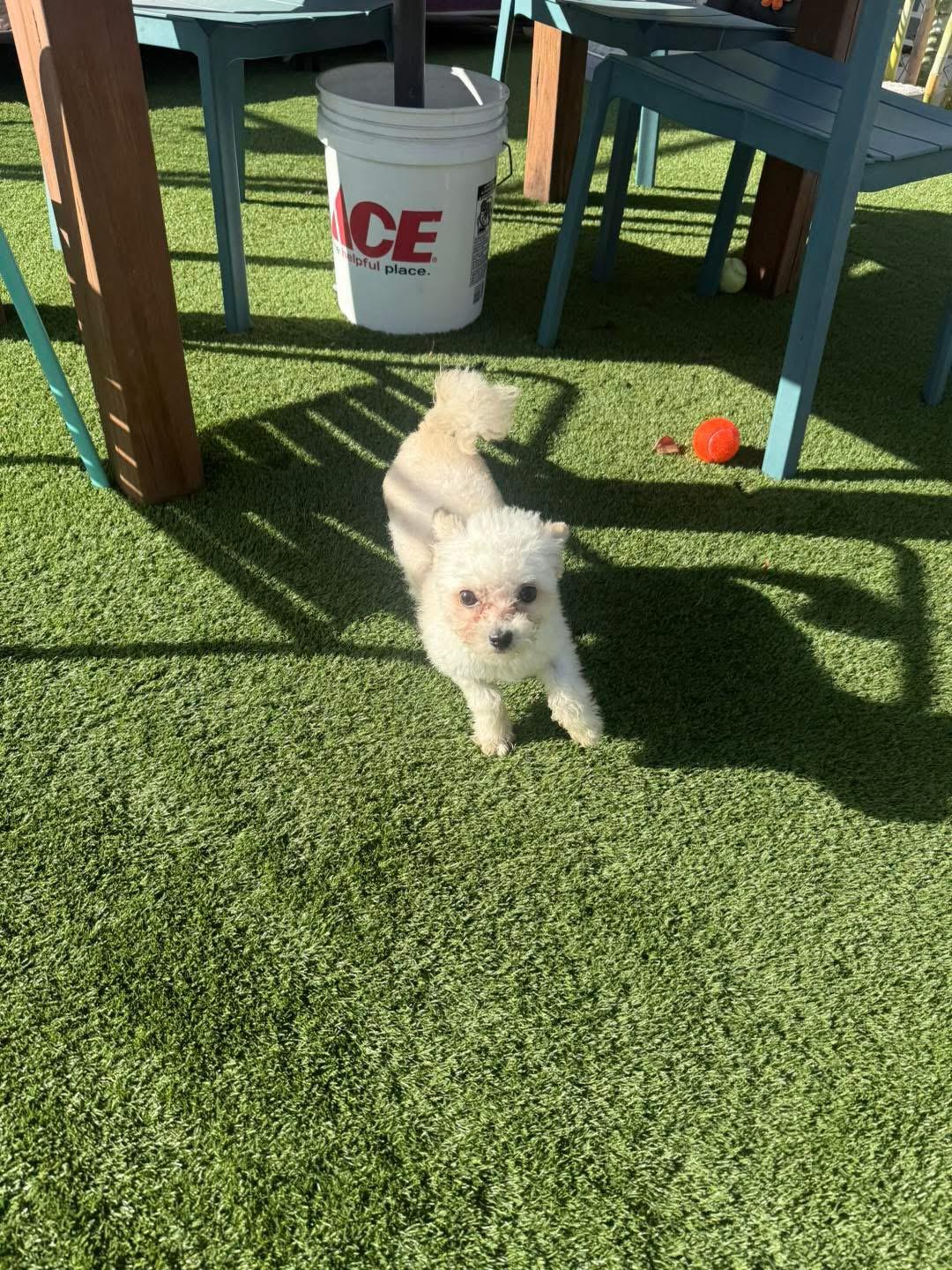 Ocean, a Adopted mixed breed in Key Largo, FL image 1/2