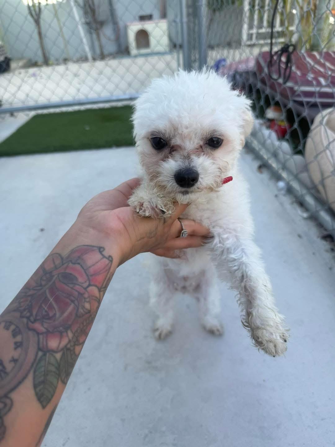 Ocean, a Adopted mixed breed in Key Largo, FL image 2/2