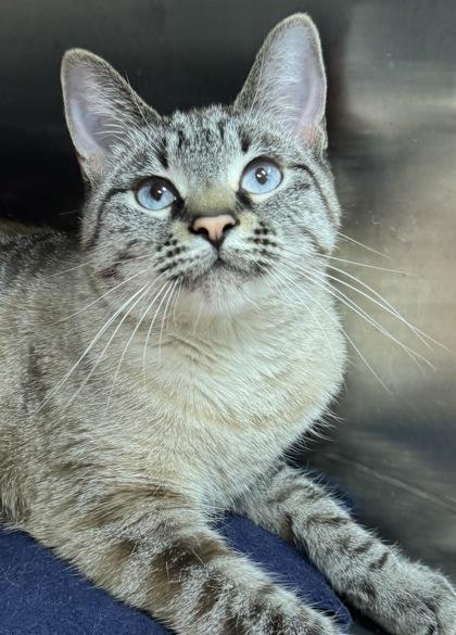 Mika, ADOPTABLE, Young Female Siamese.