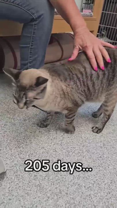 Enlarge Mika, a ADOPTABLE mixed breed in Tinley Park, IL video 4/6
