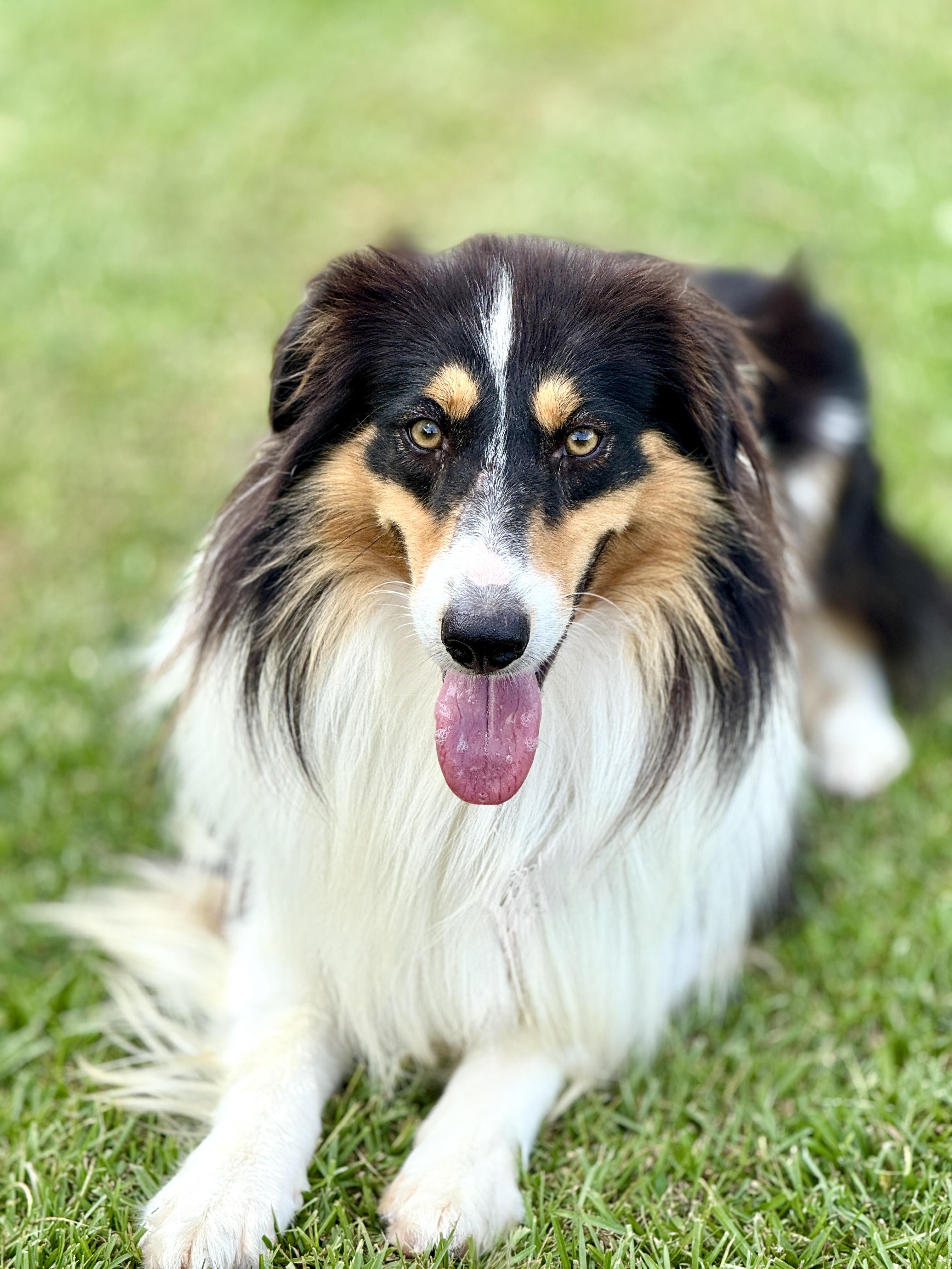 Luke, Adoptable, Adult Male Rough Collie & Australian Shepherd.