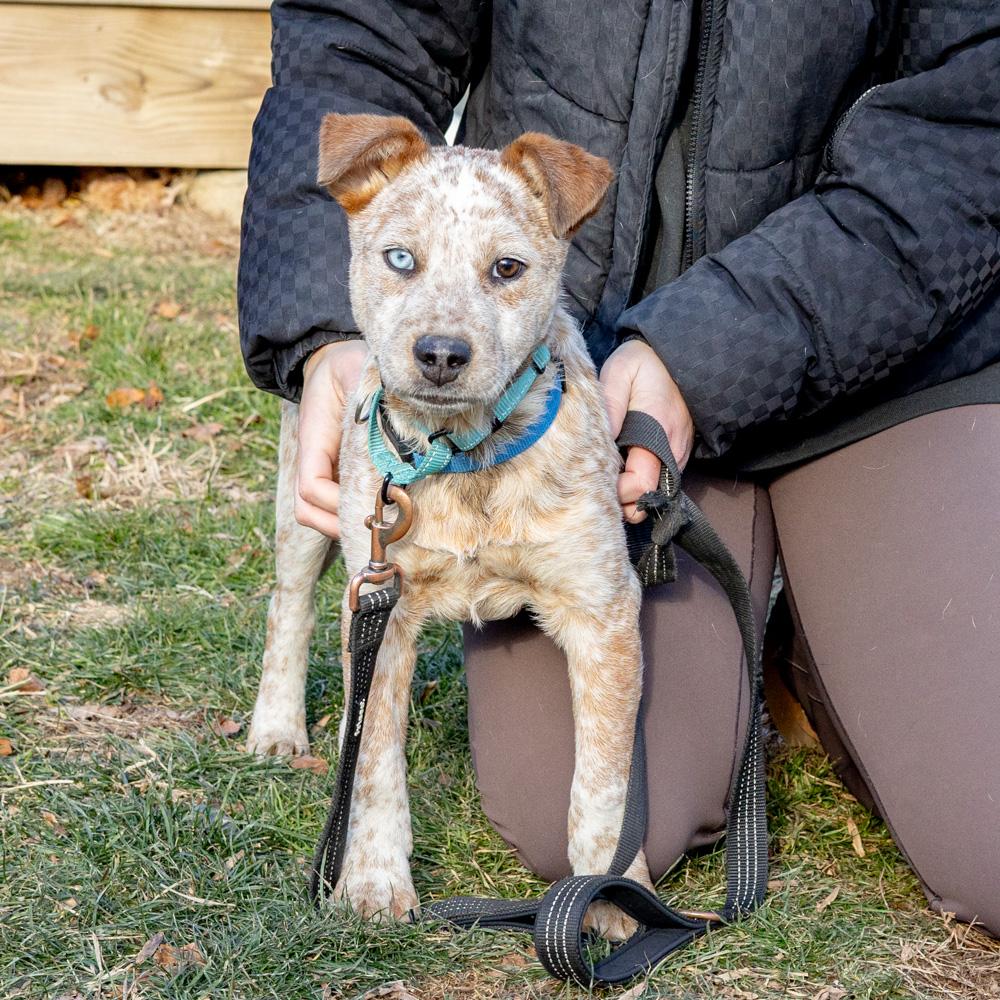 Enlarge Benji  (Male)  , a Adoptable Cattle Dog in West Grove, PA image 3/6