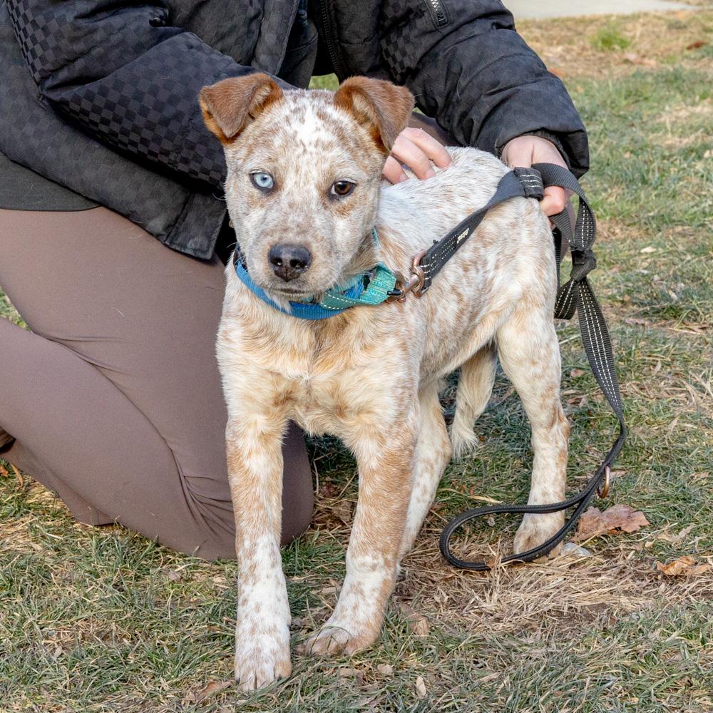 Enlarge Benji  (Male)  , a Adoptable Cattle Dog in West Grove, PA image 6/6