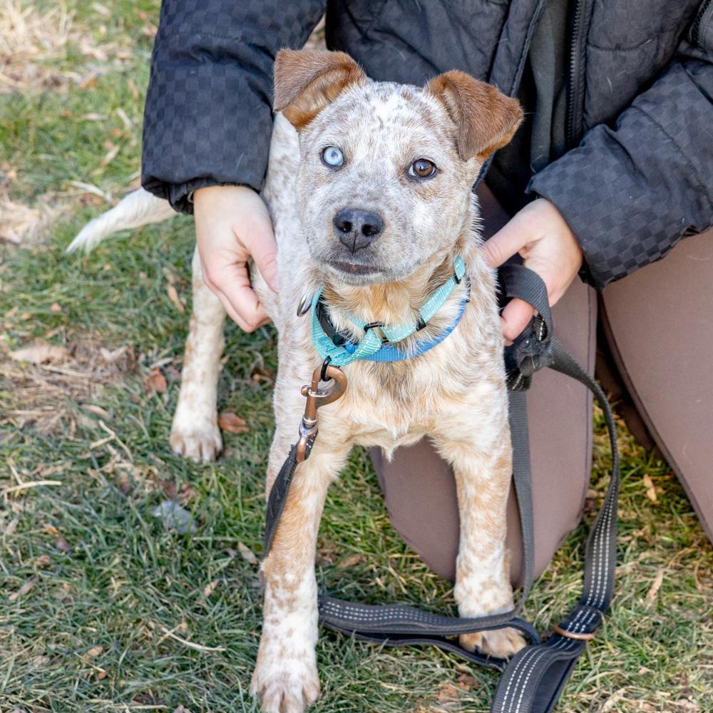 Enlarge Benji  (Male)  , a Adoptable Cattle Dog in West Grove, PA image 1/6