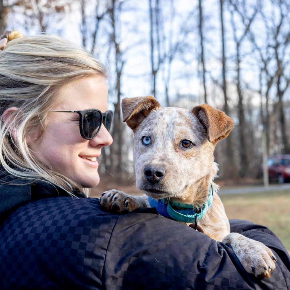 Enlarge Benji  (Male)  , a Adoptable Cattle Dog in West Grove, PA image 2/6