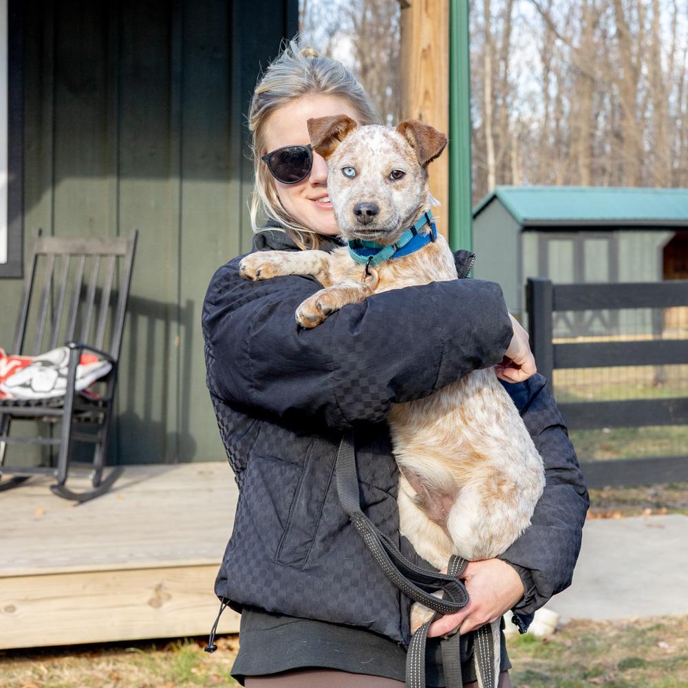 Enlarge Benji  (Male)  , a Adoptable Cattle Dog in West Grove, PA image 4/6