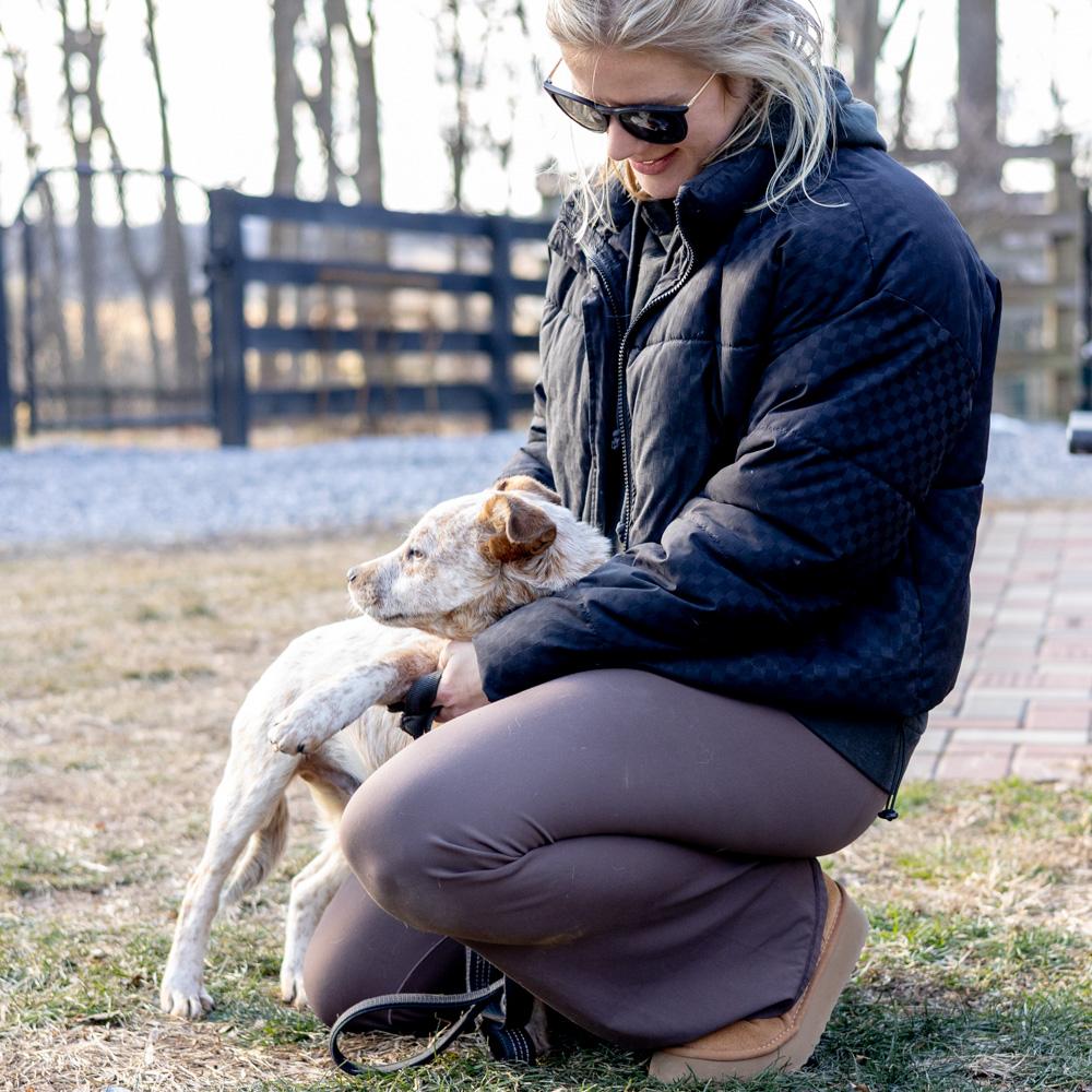 Enlarge Benji  (Male)  , a Adoptable Cattle Dog in West Grove, PA image 5/6