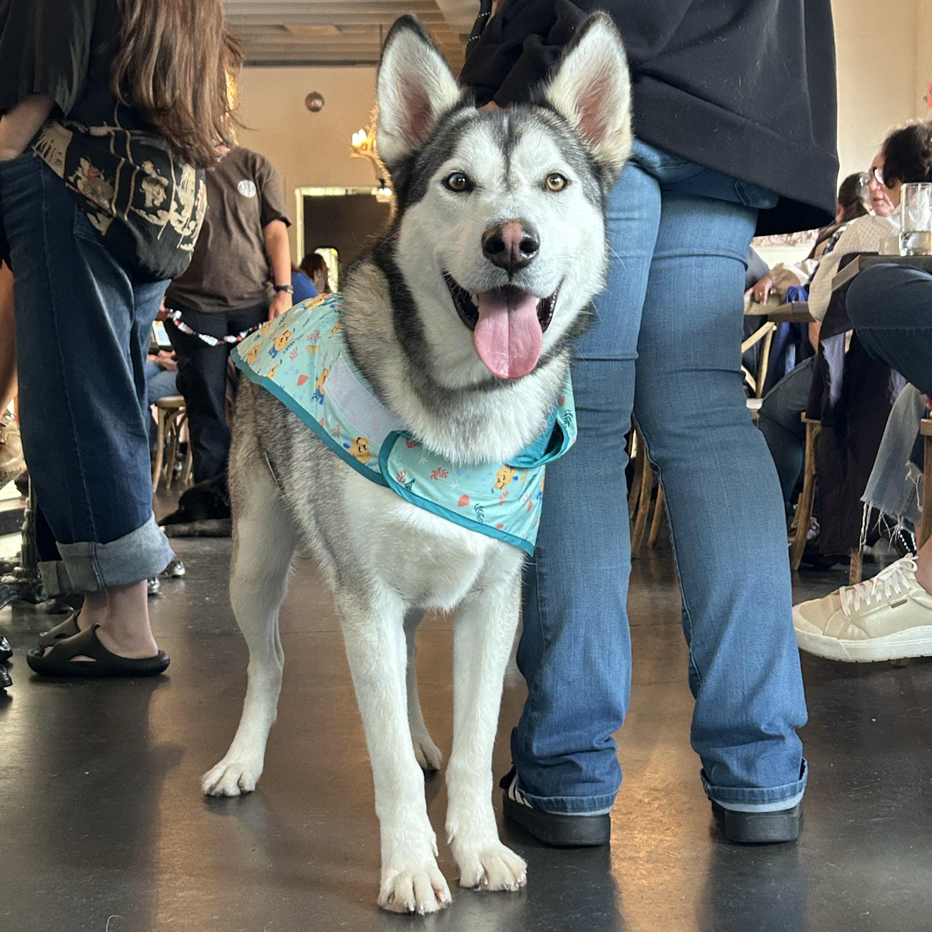Max Tag 647, Adoptable, Young Male Husky.