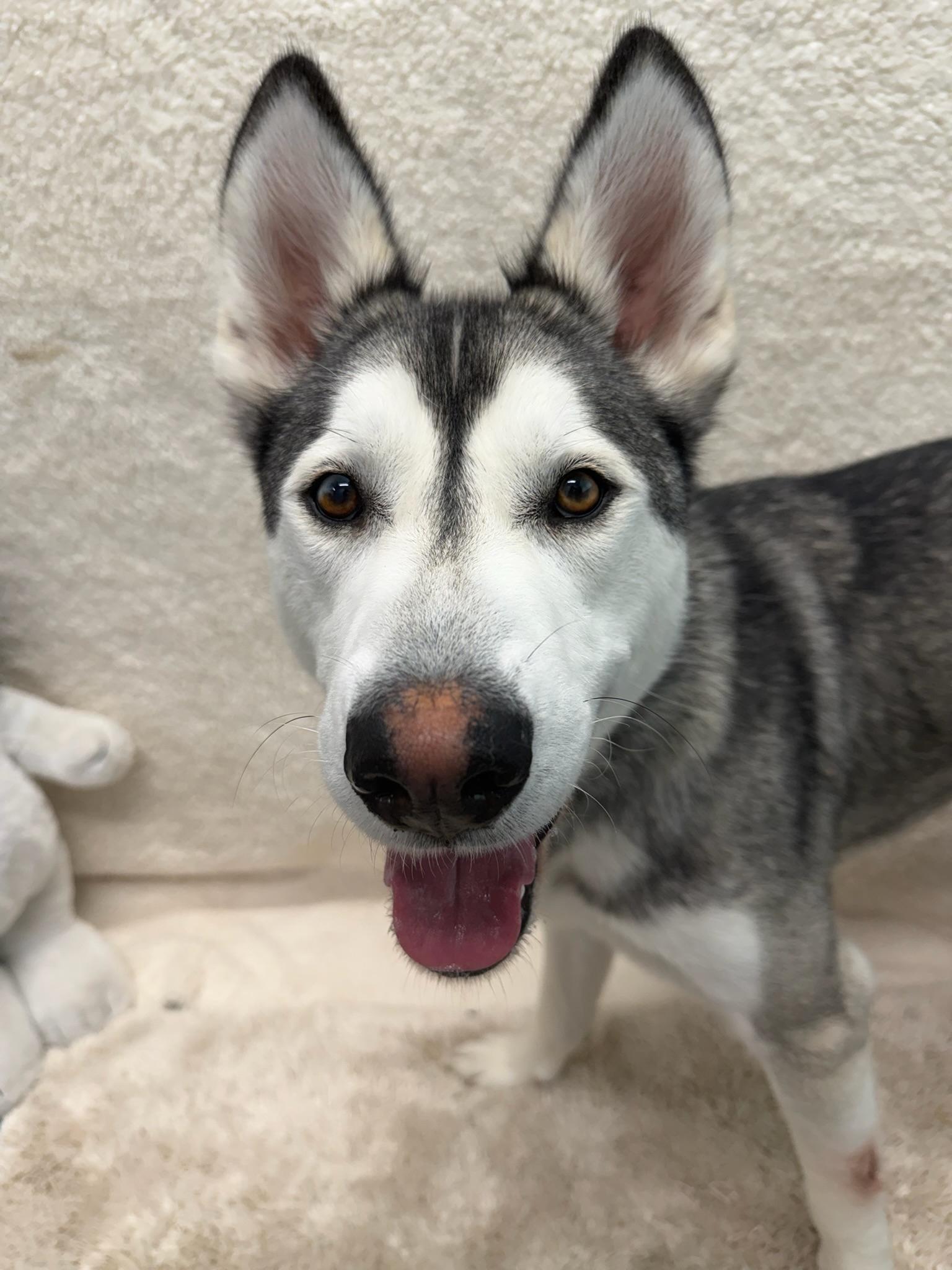 Enlarge Max Tag 647, a ADOPTABLE Husky in Central Islip, NY image 1/1