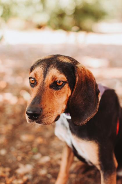 Enlarge 3809b Jilly, a Adoptable mixed breed in North Charleston, SC image 1/3