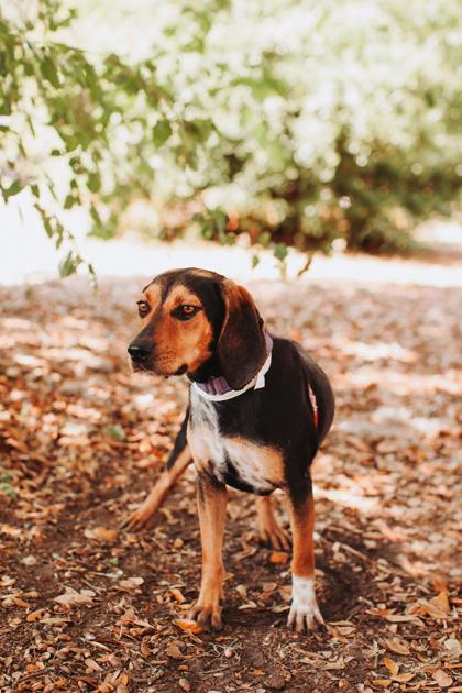 Enlarge 3809b Jilly, a Adoptable mixed breed in North Charleston, SC image 2/3
