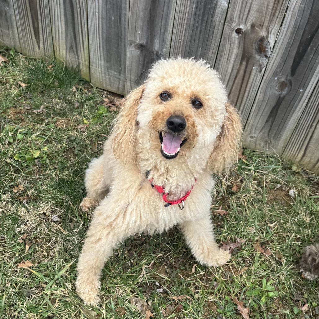 Enlarge Rudy, a Adoptable Poodle in Chantilly, VA image 1/6