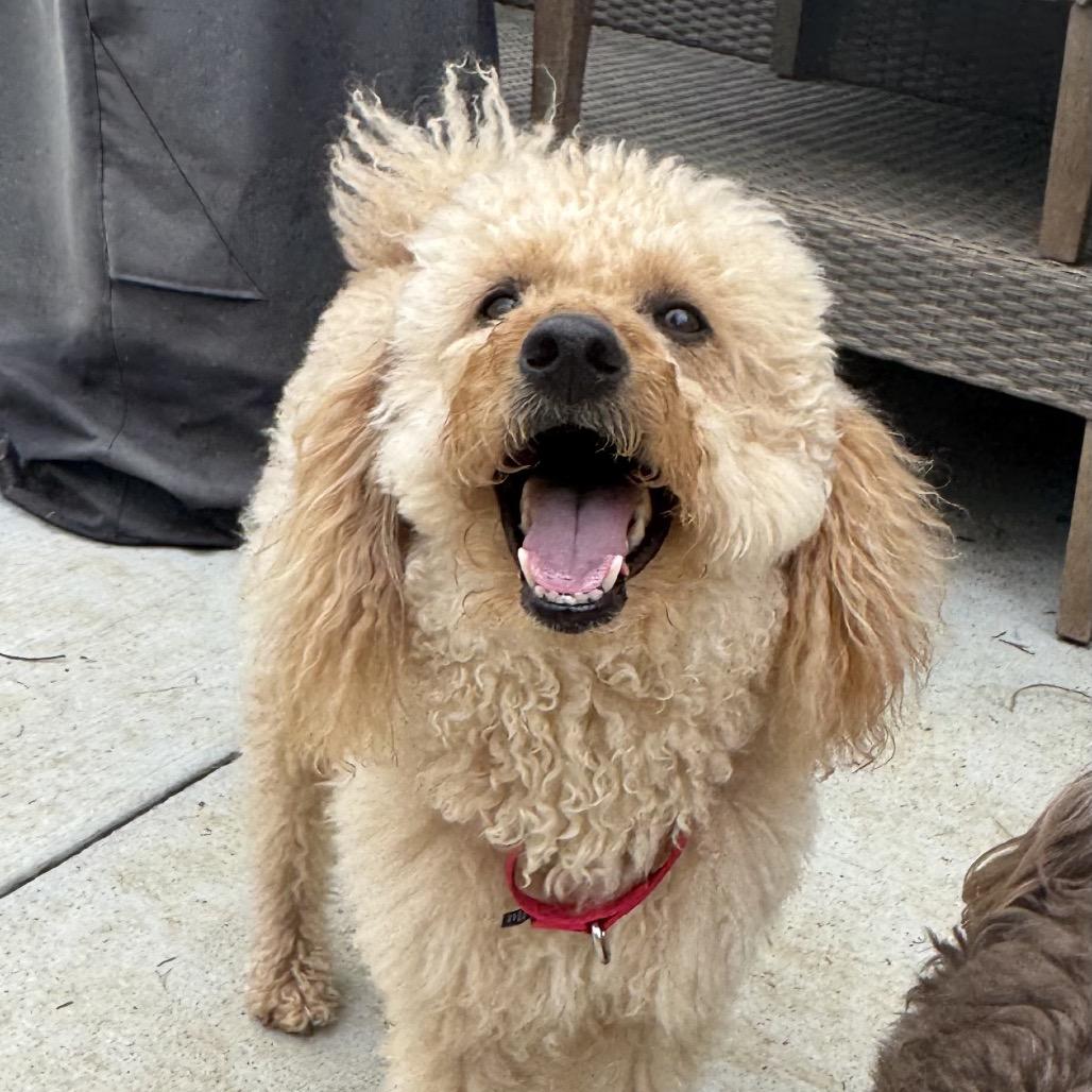 Enlarge Rudy, a Adoptable Poodle in Chantilly, VA image 3/6