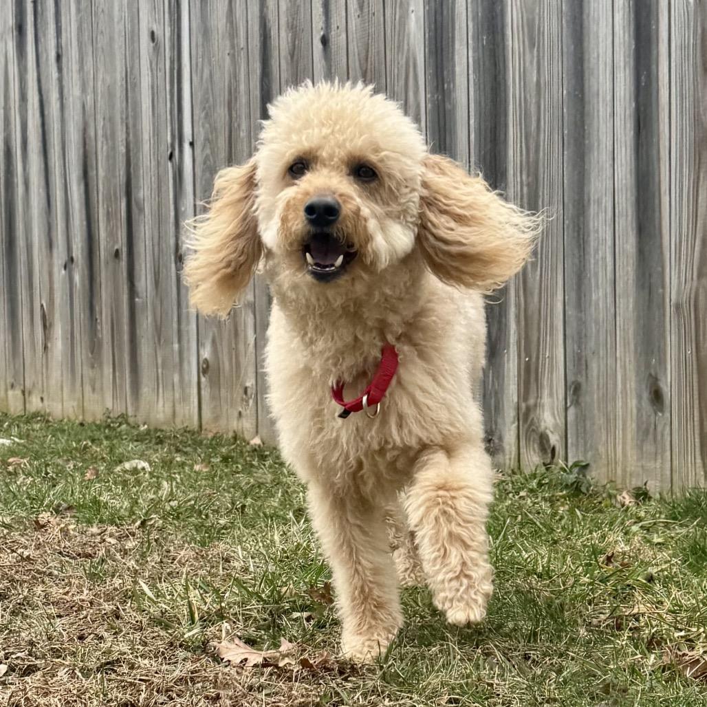 Enlarge Rudy, a Adoptable Poodle in Chantilly, VA image 4/6