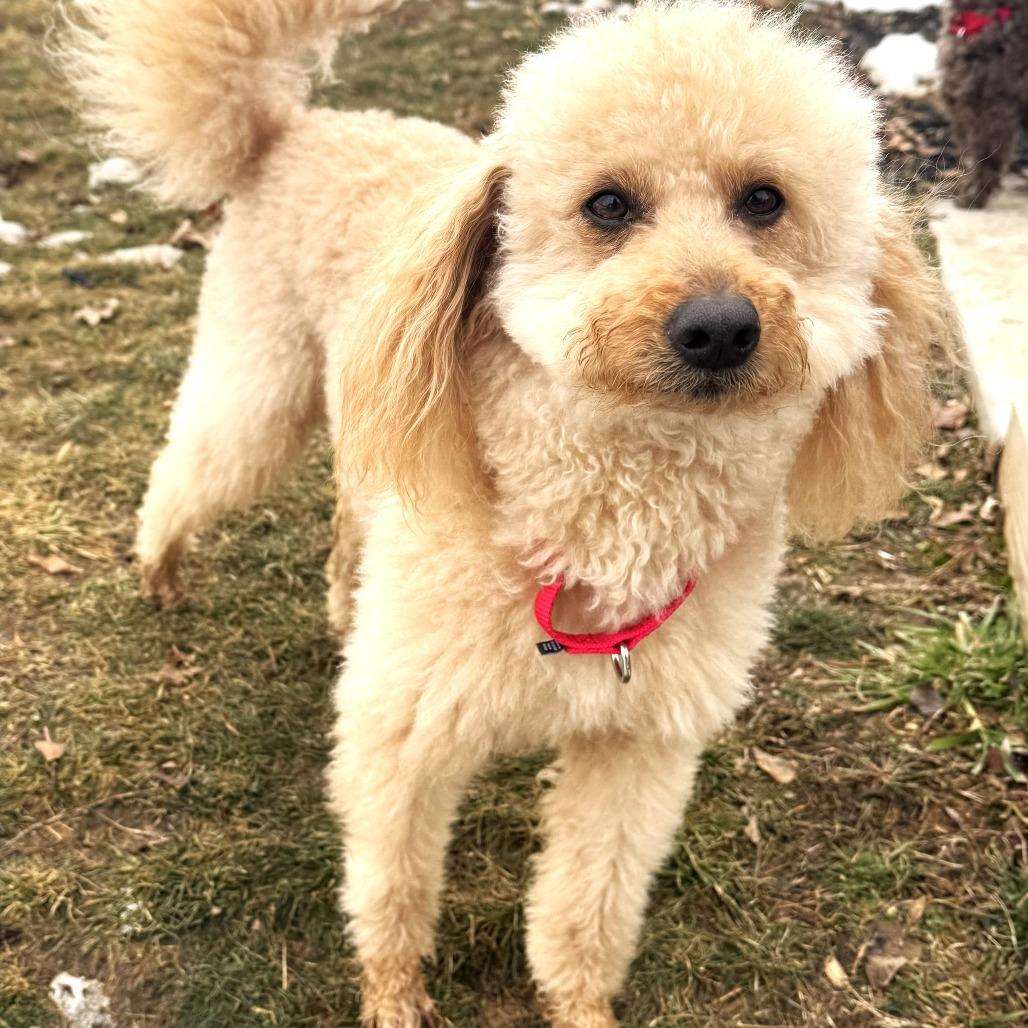 Enlarge Rudy, a Adoptable Poodle in Chantilly, VA image 5/6