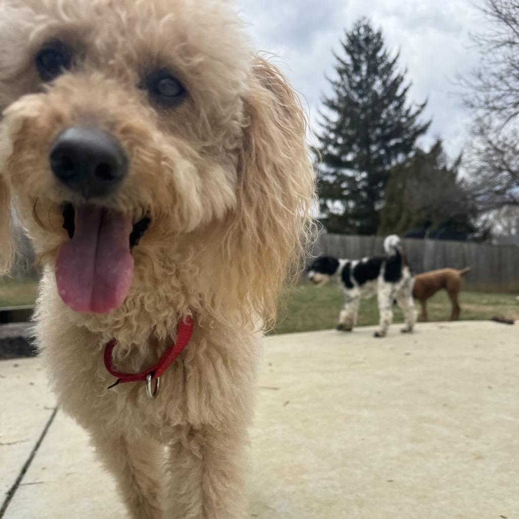 Rudy — thumbnail 6