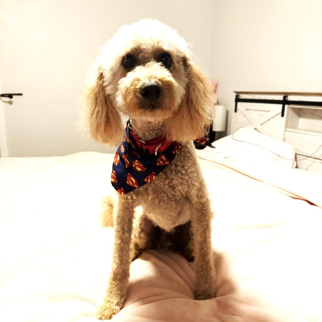 Enlarge Rudy, a Adoptable Poodle in Chantilly, VA image 6/6