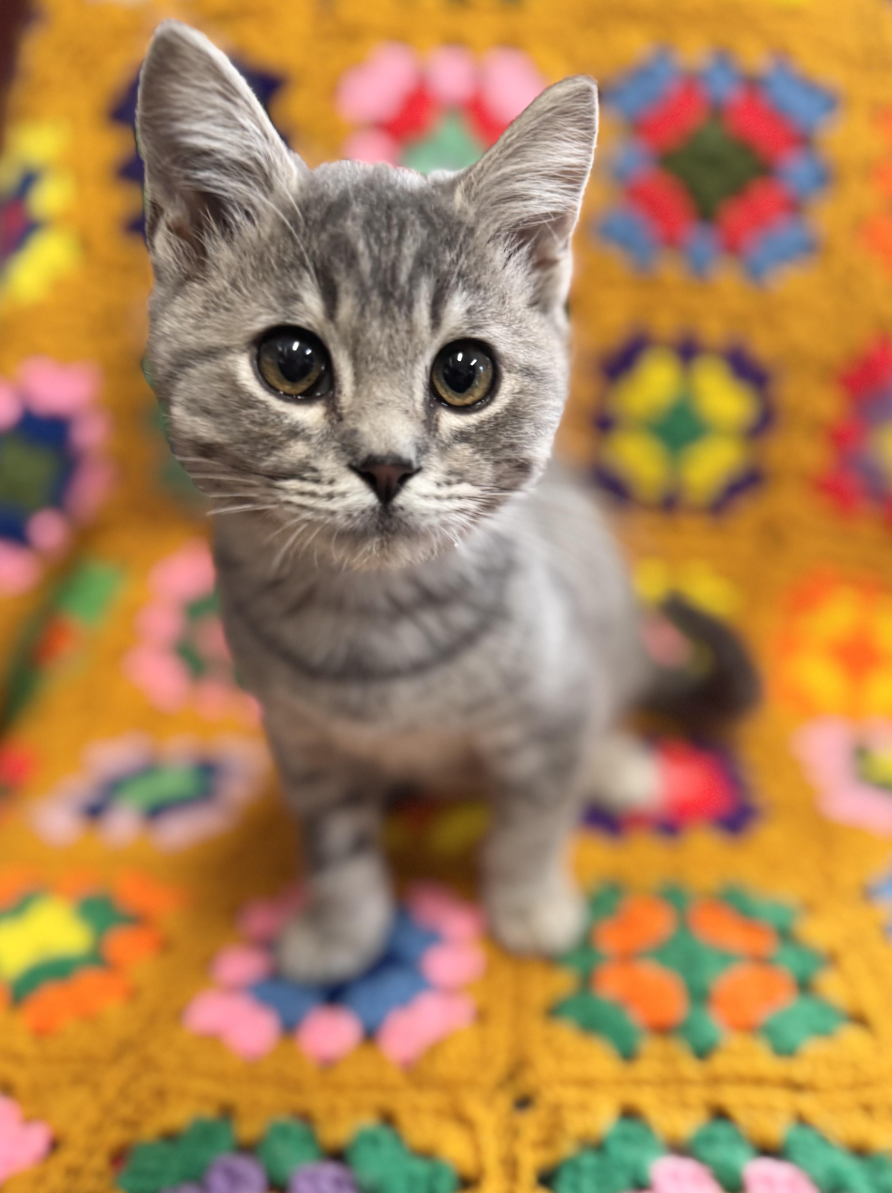 Nibbler, Adoptable, Kitten Male Domestic Short Hair.