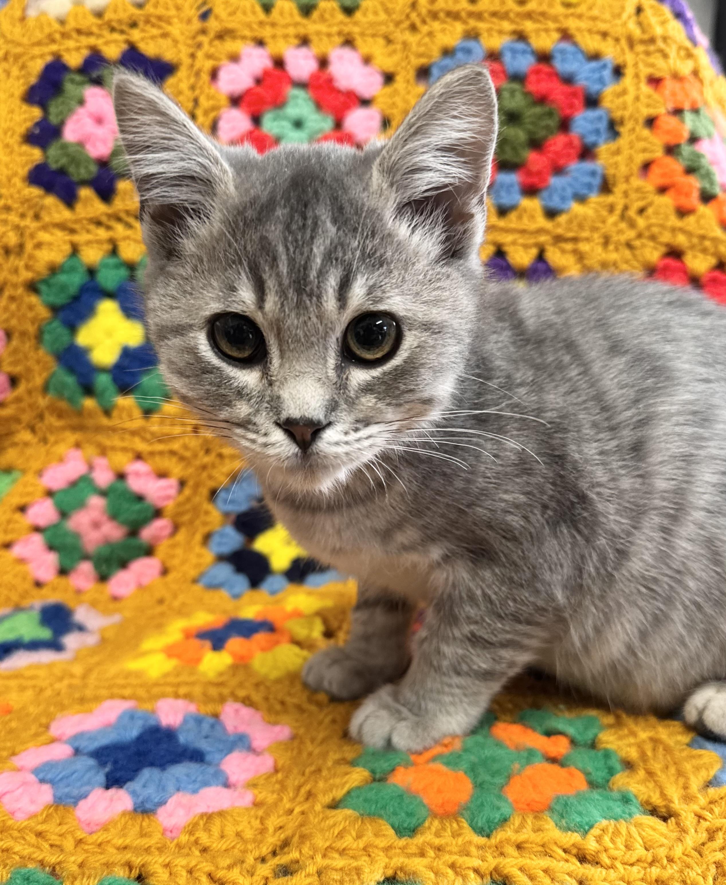 Enlarge Nibbler, a Adoptable Domestic Short Hair in Riverside, CA image 3/3
