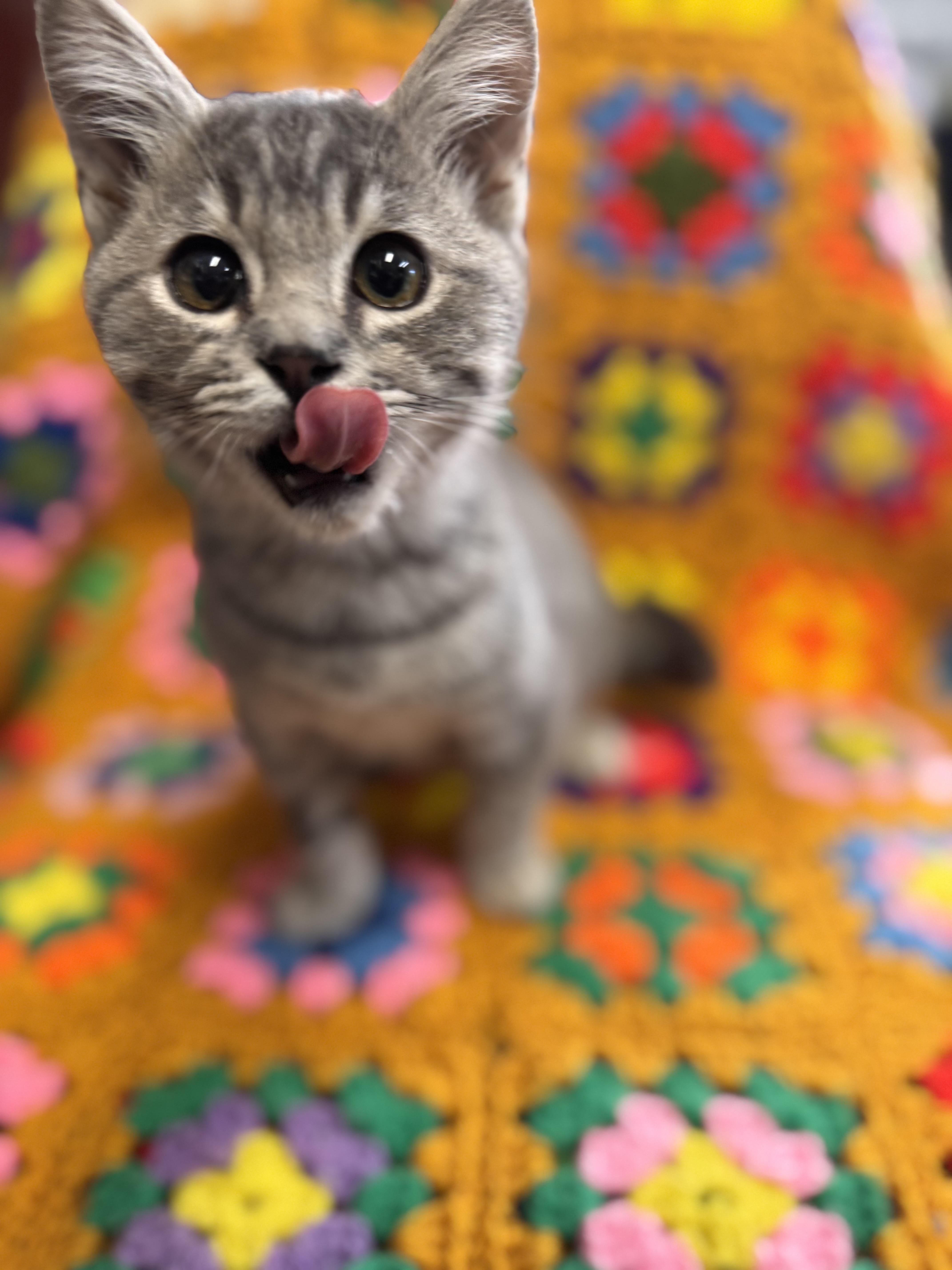 Enlarge Nibbler, a Adoptable Domestic Short Hair in Riverside, CA image 2/3