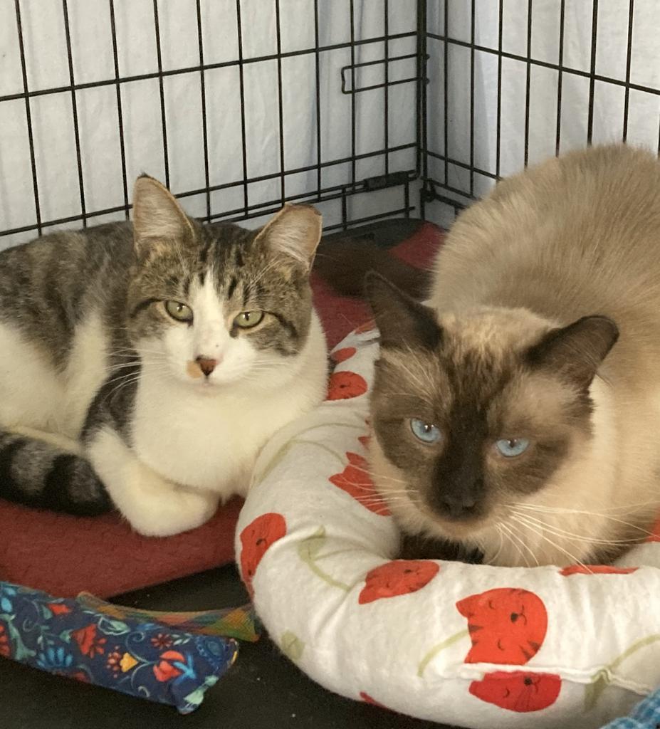 Cocoa, Adoptable, Adult Male Domestic Short Hair.