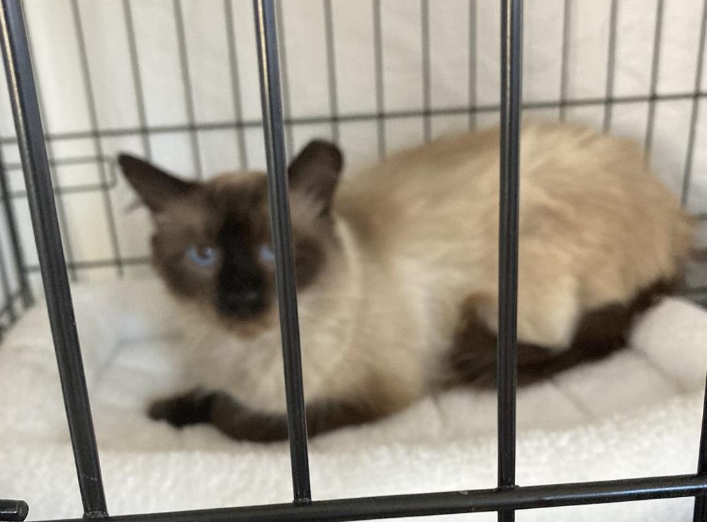 Enlarge Cocoa (JD Daddy Kitty), a Adoptable mixed breed in Ontario, OR image 1/3