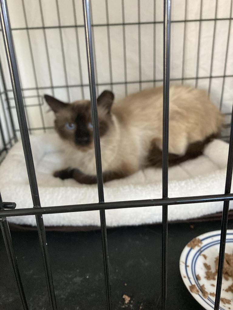 Enlarge Cocoa (JD Daddy Kitty), a Adoptable mixed breed in Ontario, OR image 2/3