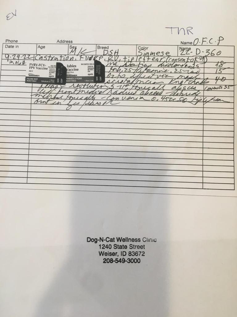 Enlarge Cocoa (JD Daddy Kitty), a Adoptable mixed breed in Ontario, OR image 3/3