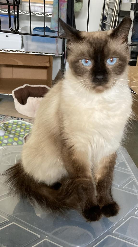 Enlarge Cocoa, a Adoptable mixed breed in Ontario, OR image 4/4