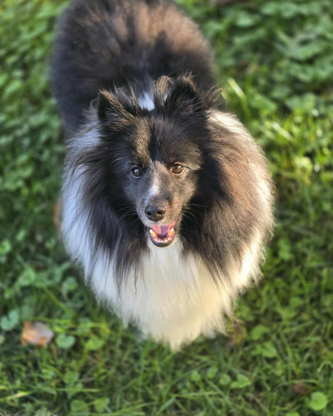 Shep