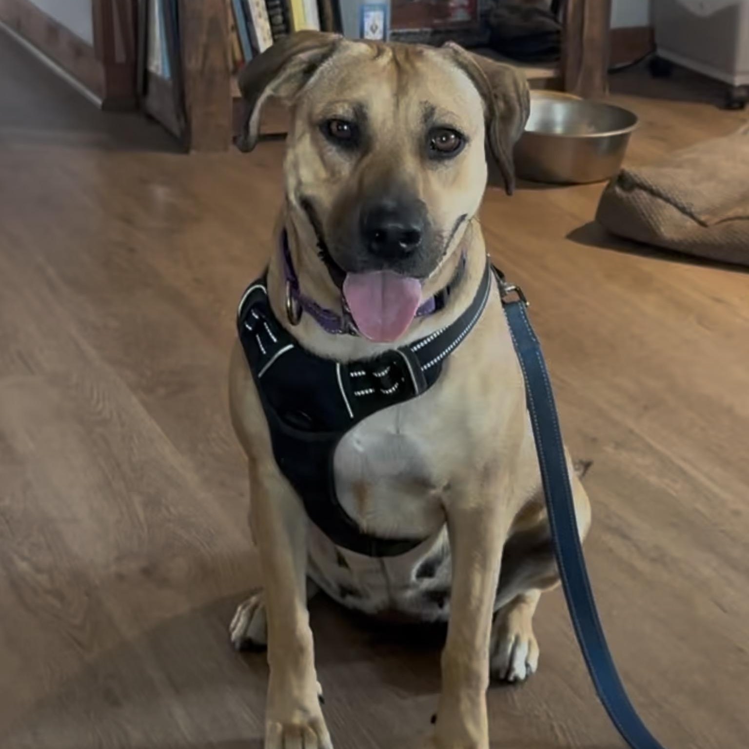 Hazel, Adoptable, Young Female Black Mouth Cur.