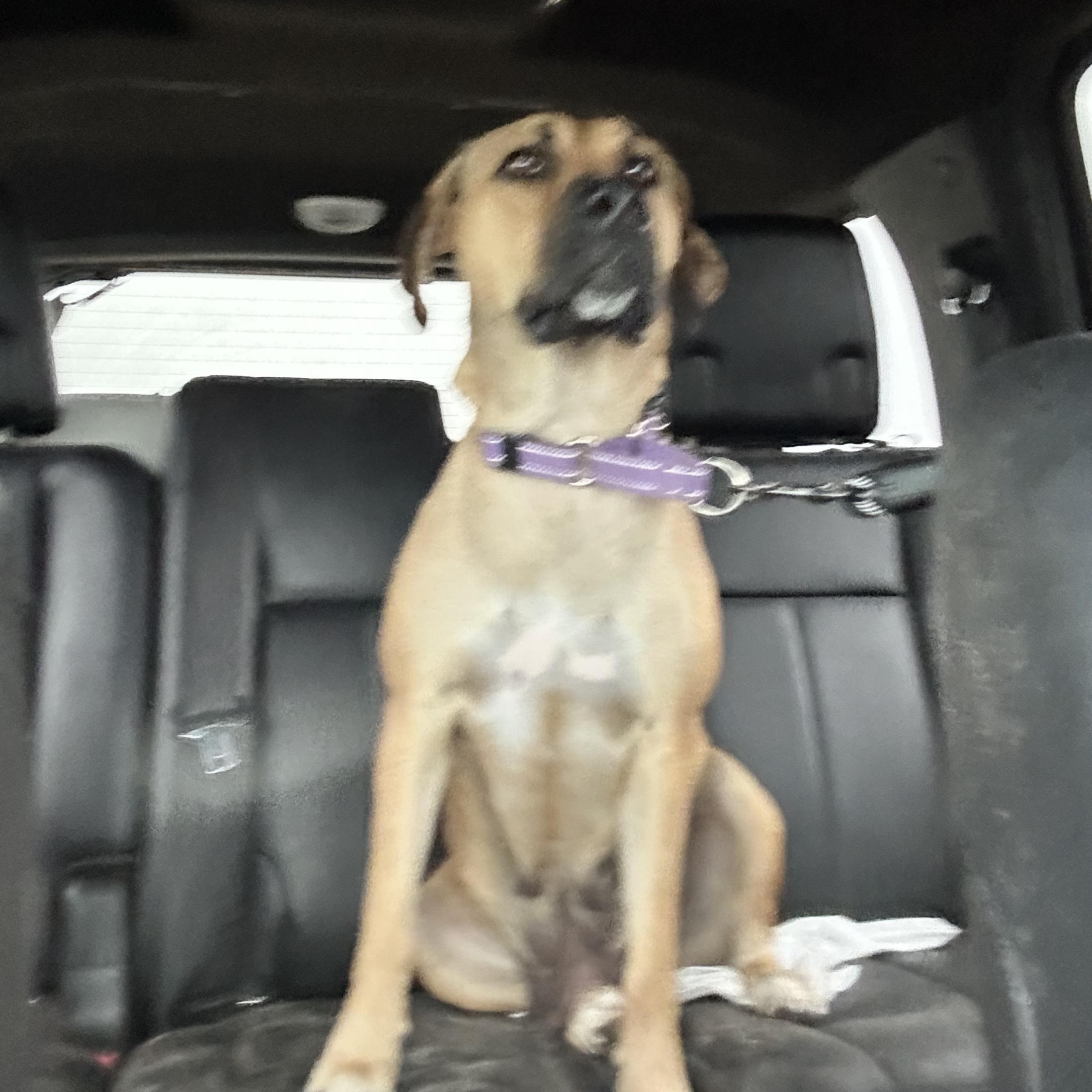 Enlarge Hazel, a Adoptable mixed breed in Tomball, TX image 5/6