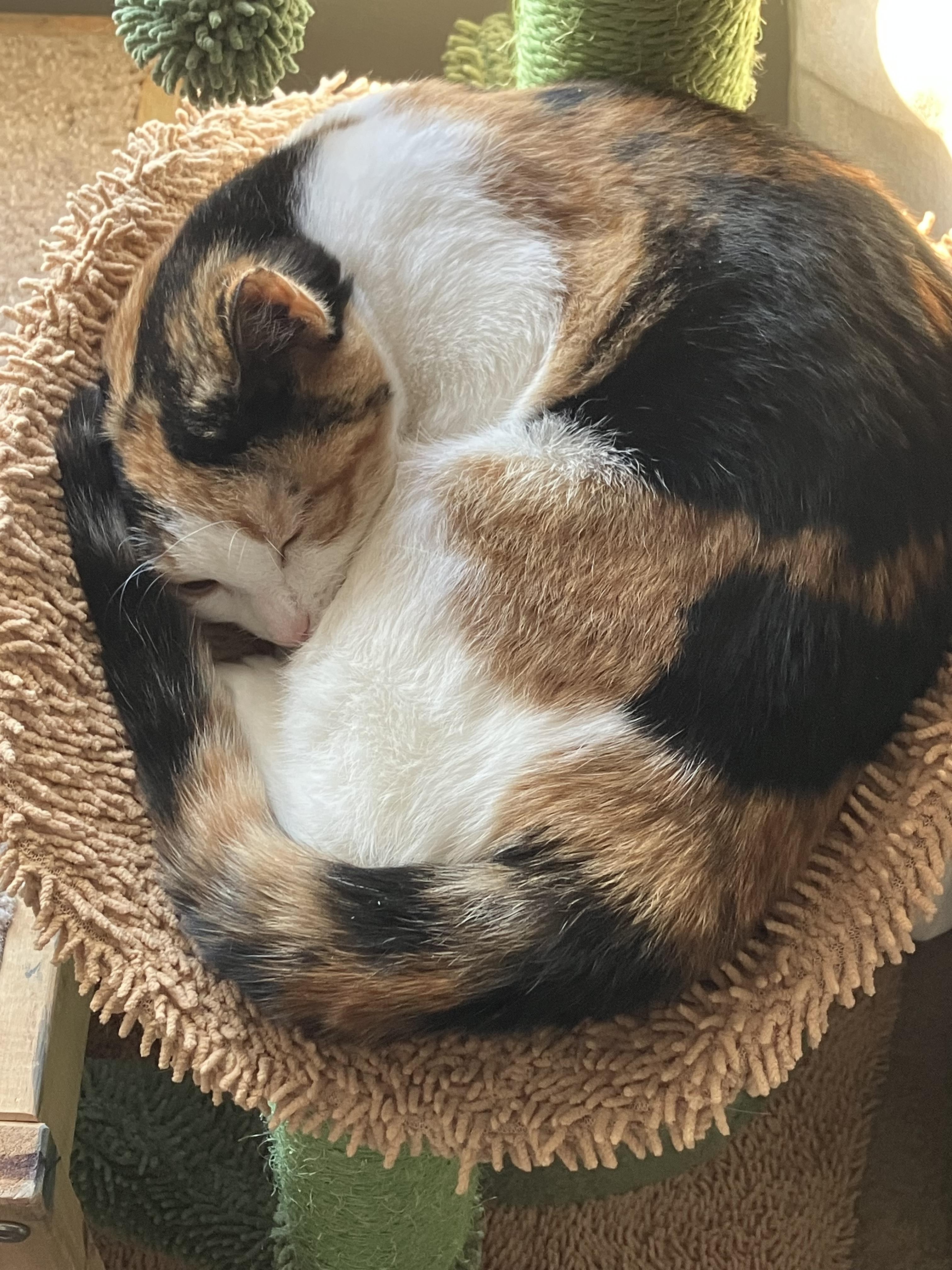 Opal (bonded with Ricky)