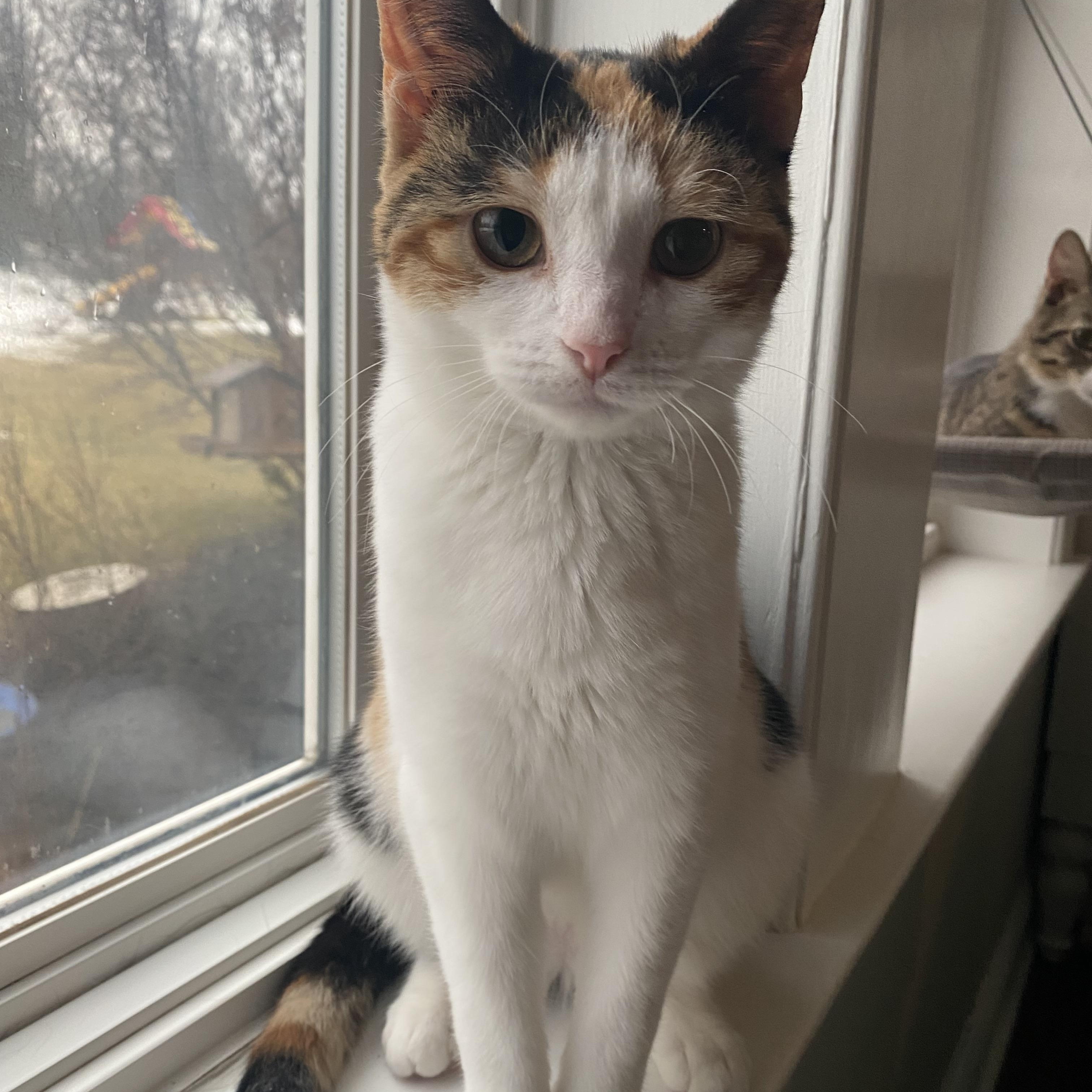 Opal (bonded with Ricky) — thumbnail 2