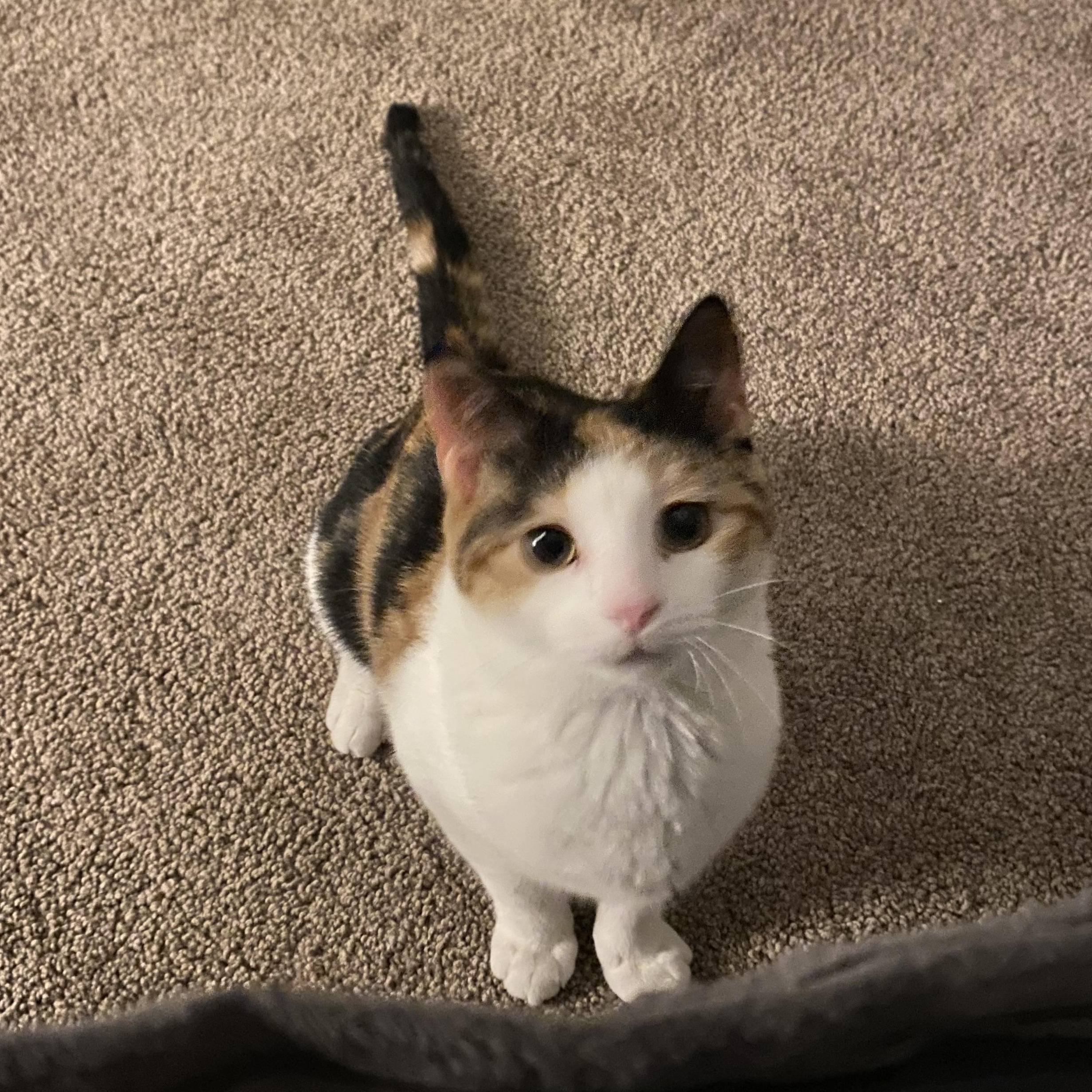 Opal (bonded with Ricky) — thumbnail 3