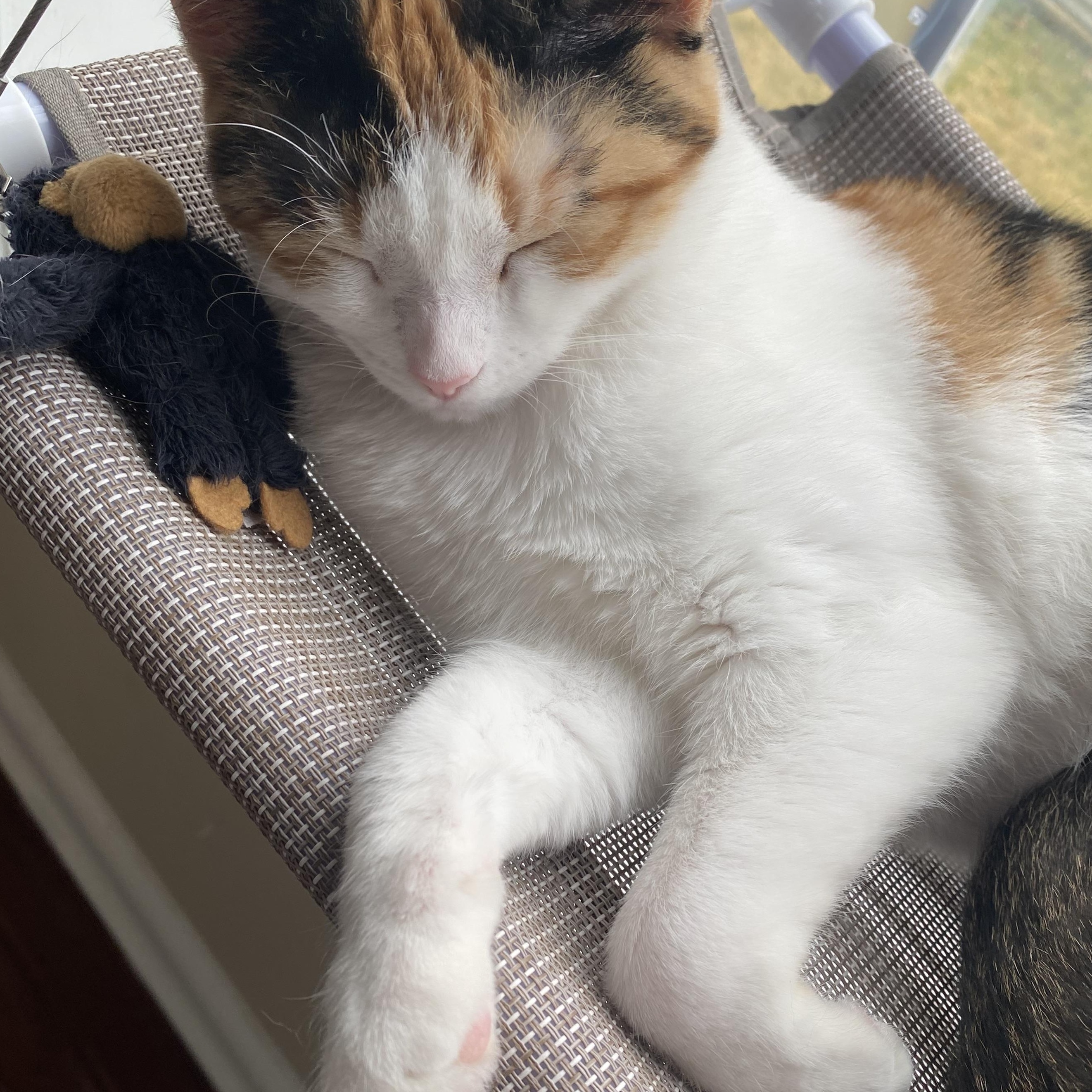 Opal (bonded with Ricky) — thumbnail 5