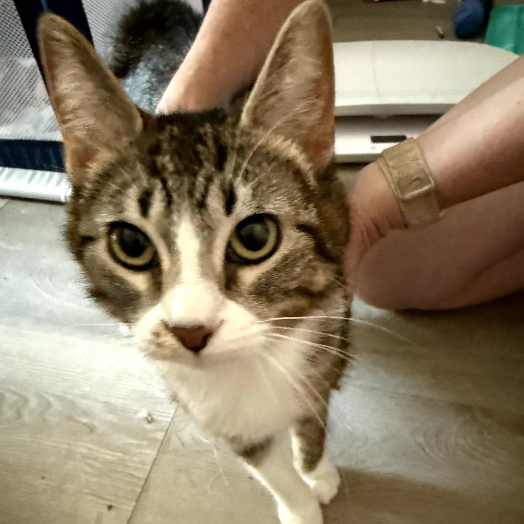 Enlarge Charlotte, an adopted Domestic Short Hair in Toledo, OH image 1/1