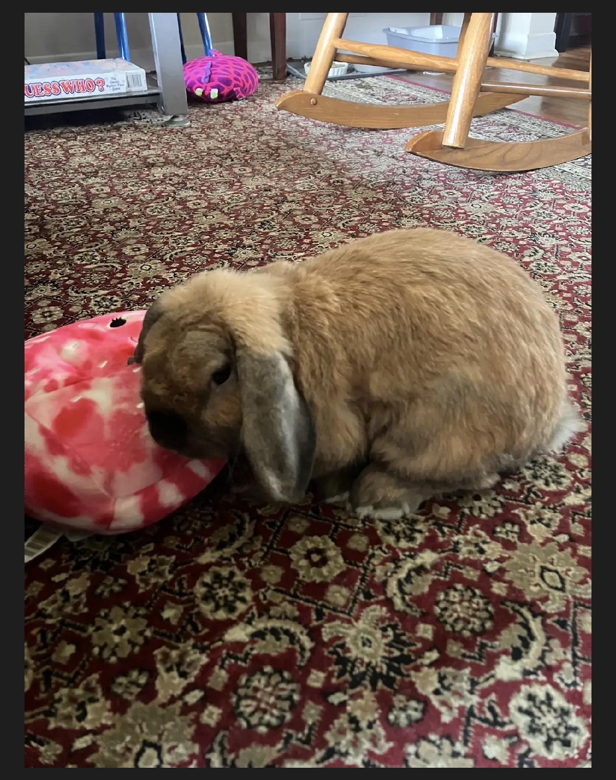 Enlarge Lily, a ADOPTABLE Mini Lop in Cream Ridge, NJ image 3/3