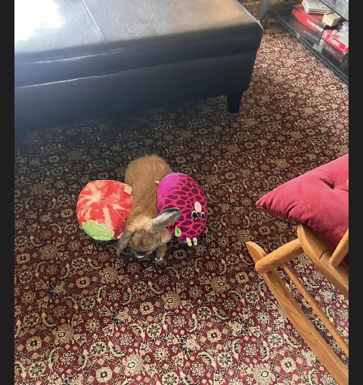 Enlarge Lily, a ADOPTABLE Mini Lop in Cream Ridge, NJ image 2/3