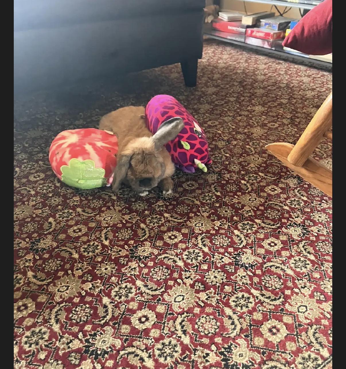Lily, ADOPTABLE, Adult Female Mini Lop.